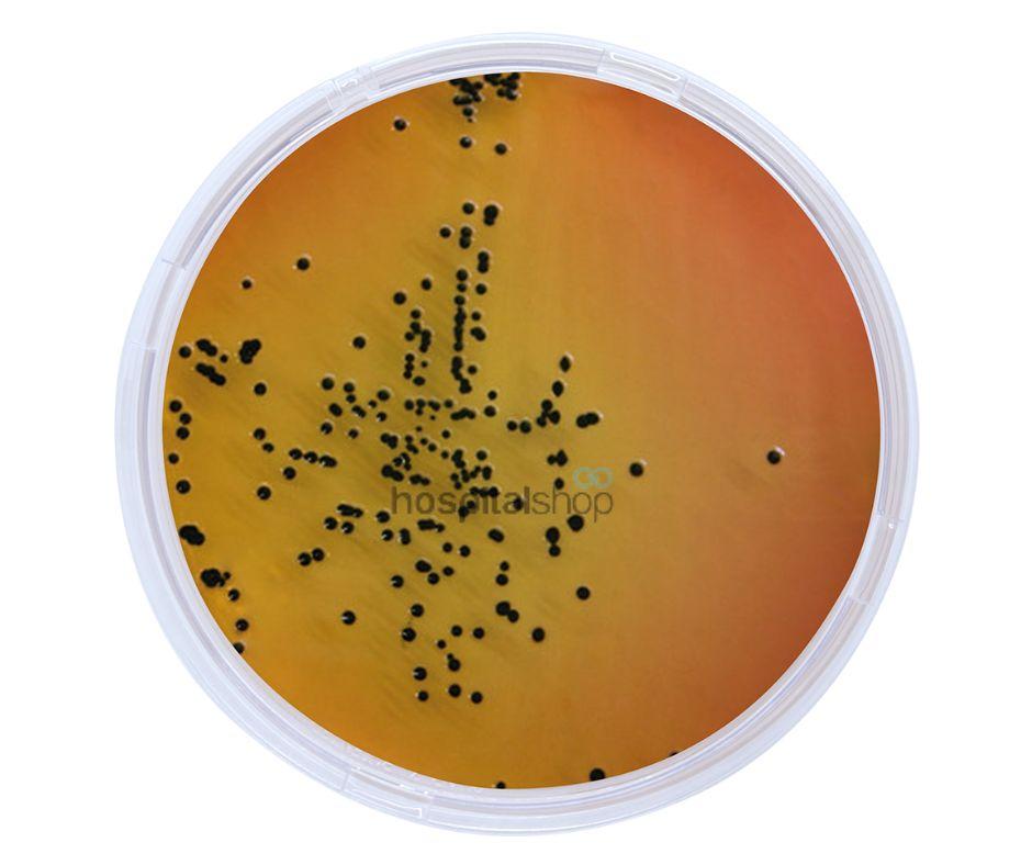 Astragene Salmonella Shigella Agar 10 plates
